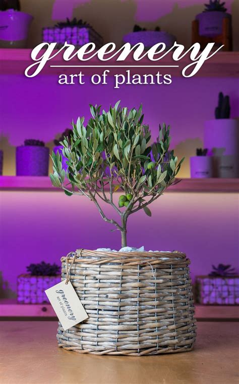 Olive Tree In A Basket Greenery Greeneryartofplants Olivetree