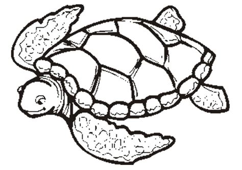 Sea Turtle Outline Clipart Best
