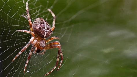 Kann die beissen oder giftig sein oder gibt es sowas nur im amazonas? Diese Giftspinnen leben in Deutschland | NDR.de - Ratgeber ...