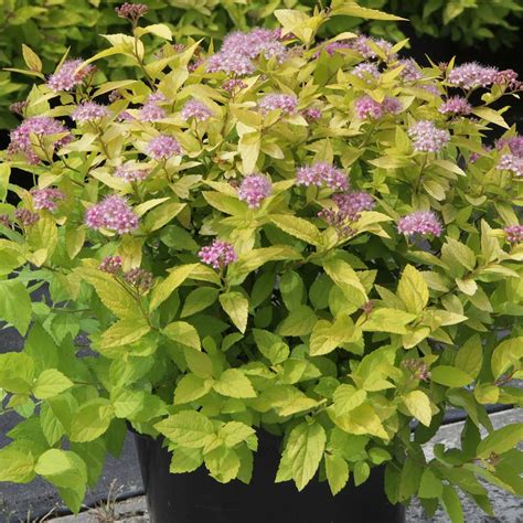 Our top choice for foundation plantings! Spiraea japonica 'Gold Mound' plants | Thompson & Morgan