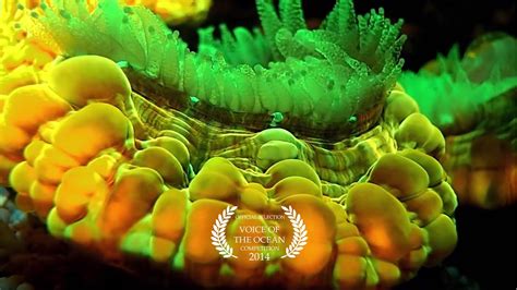 The Amazing World Of Coral Reef Fluorescence Part 3