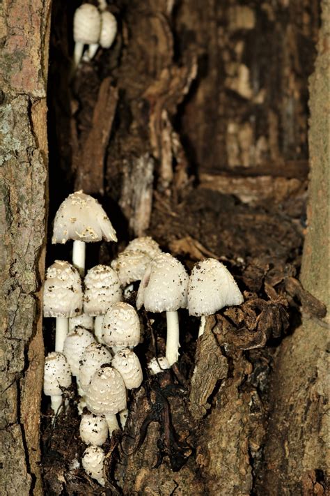 White Mushrooms Growing In Tree Free Stock Photo Public Domain Pictures