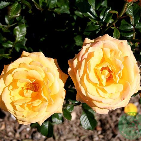 Ros Amber Flush Köp Växter Online Rose Blommor Buskar