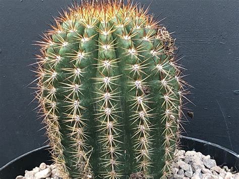 Torch Cactustrichocereus Grandiflorusdiy Cactusdiy Etsy Cactus