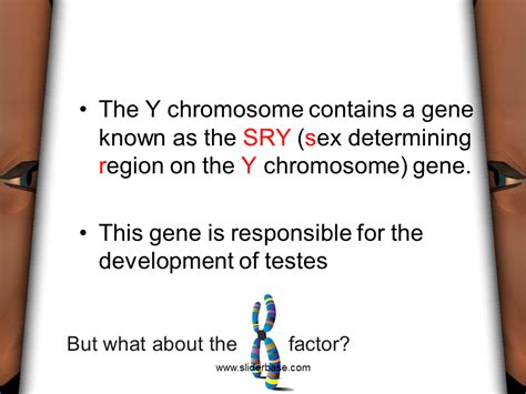 Sexual Differentiation Lesson Presentation Genetics