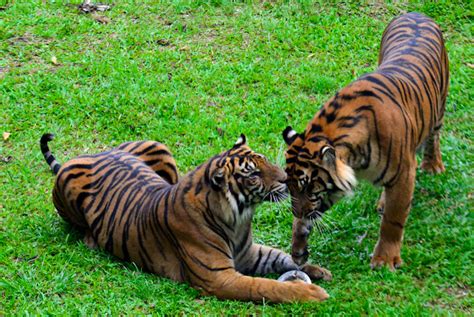 Exploring Sumatras Kerinci Seblat National Park Where Tigers Still