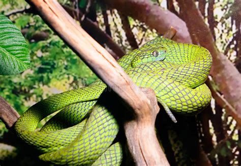 The european cat snake (telescopus fallax), also known as the soosan snake, is a venomous colubrid snake endemic to the mediterranean and caucasus regions. Green cat eyed snake stock image. Image of snakes ...