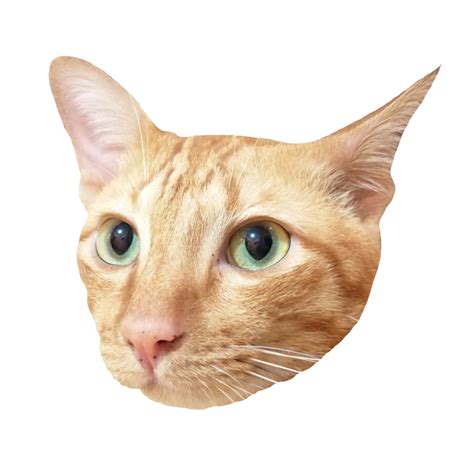 Cat Face Cute Free Download Transparent Image Illustration Clipart