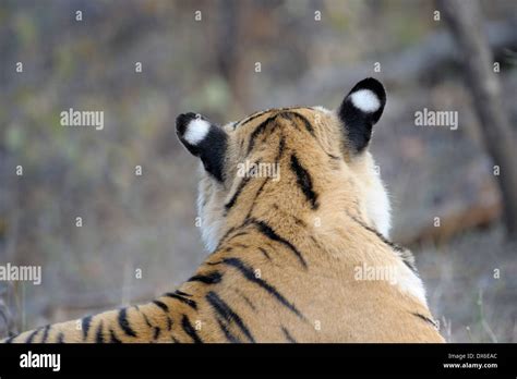 Back View Of The Ears From A Bengal Tiger Panthera Tigris Tigris