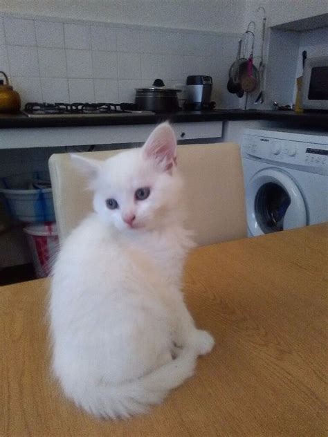 Beautiful Fluffy Colour And White Kittens For Sale Part Persianhalf