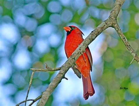 Northern Cardinal The Beauty Of Gods Creation Yardbirds Flickr