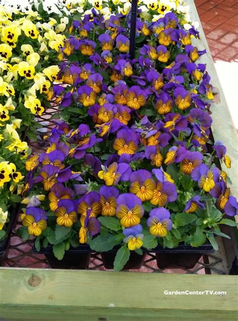 Edible Flowers Beyond Nasturtiums Calendula And Violets Garden