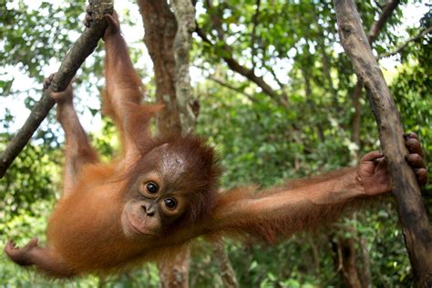 Orangutan At Bos Nyaru Menteng Orangutan Rescue Center In Indonesia