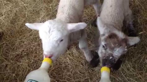 Lamb Bottle Feeding Youtube