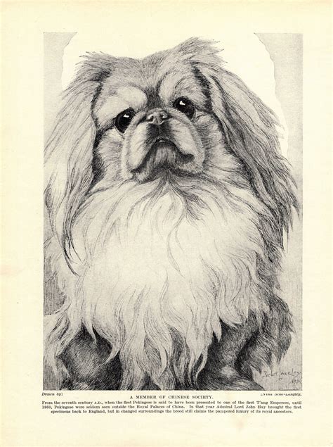 1930s Antique Pekingese Dog Print Nina Scott Langley Pekingese