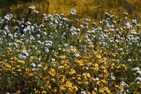 Spring Wildflowers Popcorn Flower Goldfields And Other V Flickr