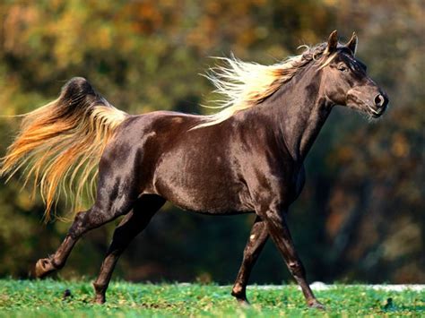 American Quarter Horse The Life Of Animals