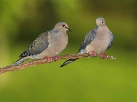 Doves Doves Wallpaper 31209155 Fanpop