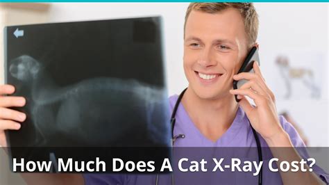 There are 307 cats x ray for sale on etsy, and they cost $17.74 on average. How Much Does A Cat X-Ray Cost?