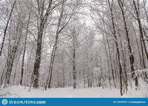 Beautiful Winter Forest Landscape Trees Covered Snow Stock Image