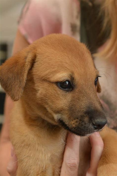 Counting votes by hand would have made this contest impossible. animal adoption Oman - Adopt a pet in Oman