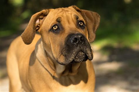 220 Unique Boerboel Names Ideas For Strong And Loyal Dogs Pet Ke