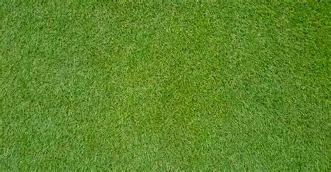 Bermuda Grass At Rs 8square Feet Bermuda Grasses Id 20568890448