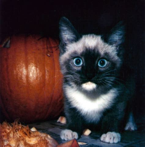 Halloween Cat Free Stock Photo Public Domain Pictures