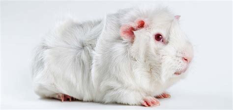 Albino Guinea Pig Surprising Facts About White Cavies