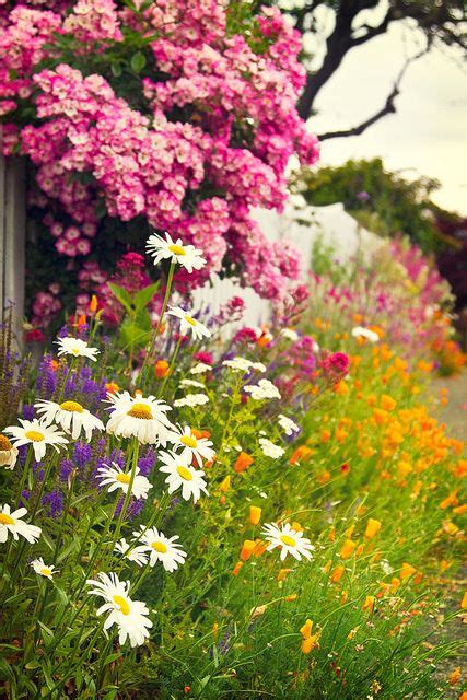 Tinywhitedaisies Beautiful Flowers Flower Garden Beautiful Gardens