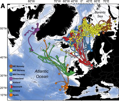 New Study Reveals The Migration Route Of Atlantic Salmon At Sea