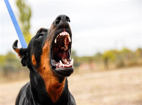 Off Leash Tulsa K9 Training Find Dog Training