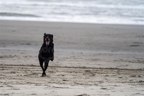 El Perro Que Recupera El Labrador Negro Corre Y Salta A La Playa En La Arena Imagen De Archivo