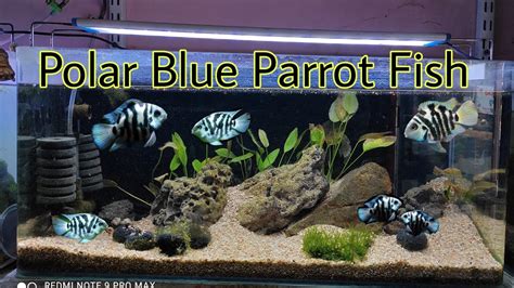 The Polar Blue Parrot Cichlid Care And Guide Parrot Fish Are Polar