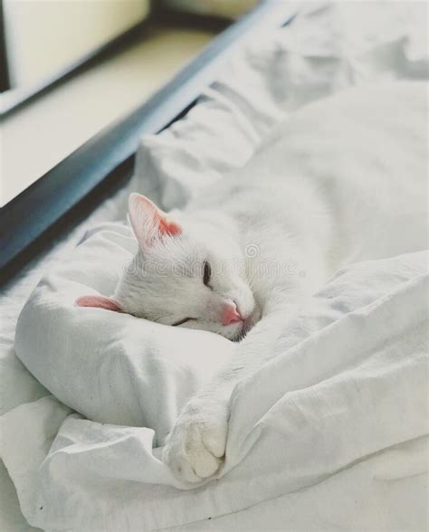 White Cat Sleeping Stock Photo Image Of White Sleeping 197654608