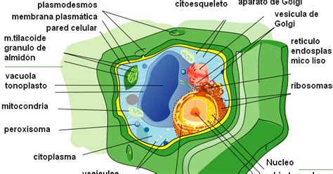 La Celula La Celula Vegetal Y Sus Partes