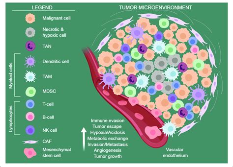 The Tumor Microenvironment A Schematic View Of The Tumor