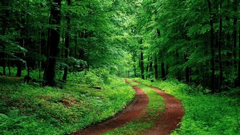 Green Forest Path Image Id 291299 Image Abyss