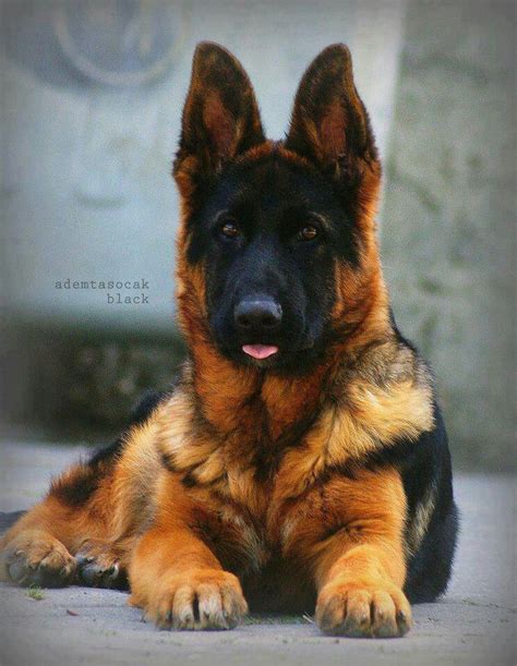Beautiful German Shepherd ♥ Animals ♥ Pinterest