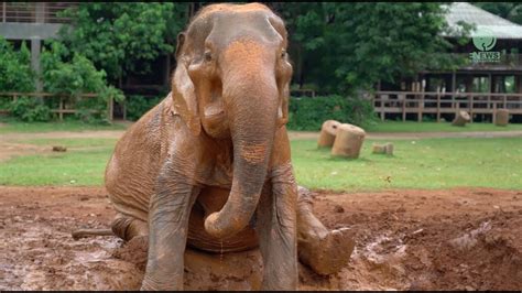 Sopha Enjoys Her First Moments At Elephant Nature Park Elephantnews