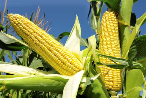 Institute Develops Three New Maize Varieties For Farmers The Nation