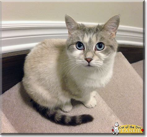 Frankie The Siamesetabby Mix Cat Of The Day June 5 2015