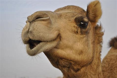 How is the stomach lining adapted to its function? A Giraffe vs a Camel, who would win in a fight to the ...