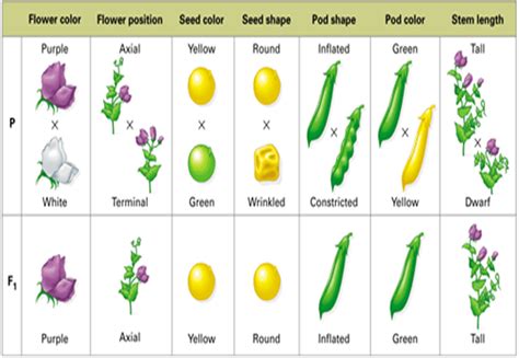 Mendelian Genetics Mendel S Pea Plants Experiments Slide Set