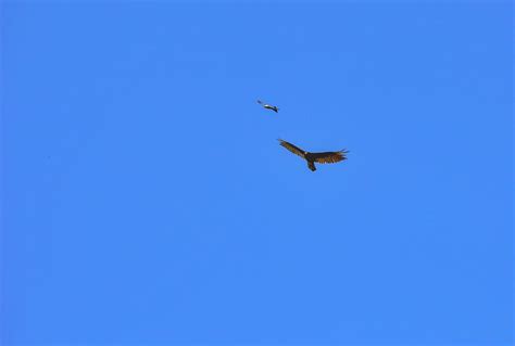 Vulture And Mississippi Kite Hawk In Sky Together Photograph By Gaby