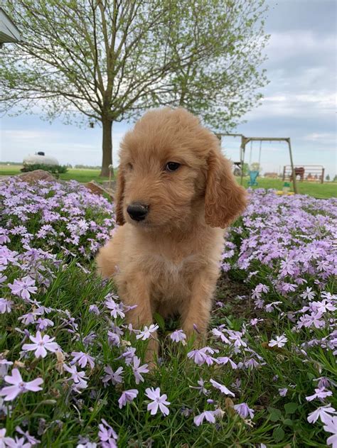 Find local goldendoodle puppies for sale and dogs for adoption near you. Lucy - female ICA Goldendoodle puppy for sale in Tuscola ...