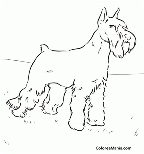total 52 imagen dibujos de perros schnauzer para colorear viaterra mx