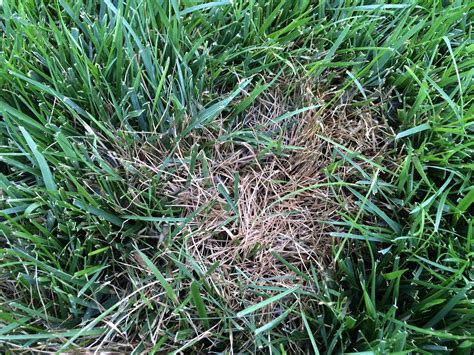 Control Of Turfgrass Diseases K State Turf And Landscape Blog