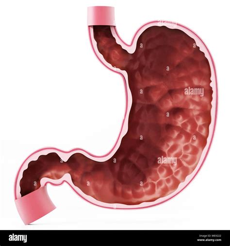 Human Stomach Illustration With Detailed Layers 3d Illustration Stock