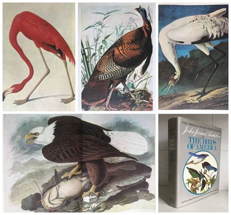 John James Audubon Birds Of America Reproduced In Color Catawiki